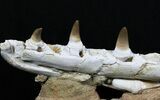 Beautifully Prepared Mosasaur Jaw Section #31589-8